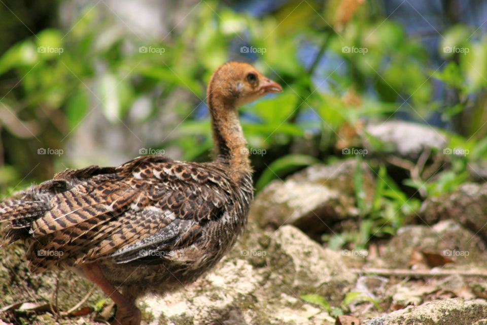 baby turkey